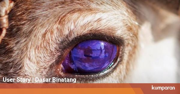 5 Hewan dan Tingkah Laku yang Unik terhadap Tubuhnya 5 Hewan dan Tingkah Laku yang Unik terhadap Tubuhnya